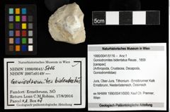 Foto (Objekt + Etiketten) von Goniodromites bidentatus (Reuss, 1859) 